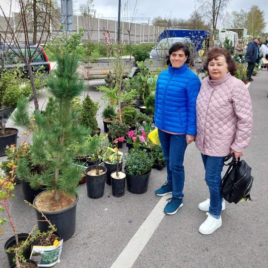 Iliustracija