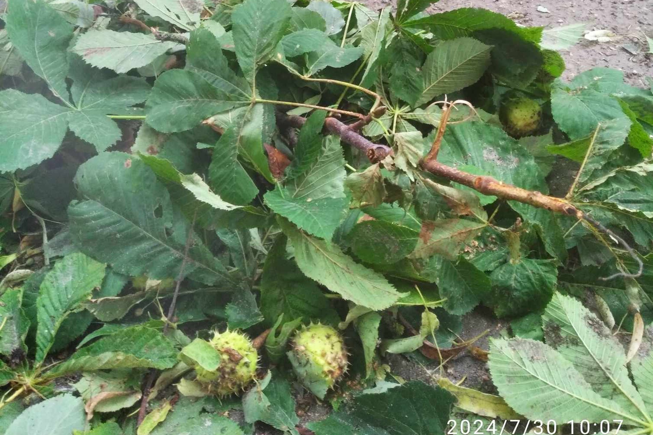Iliustracija