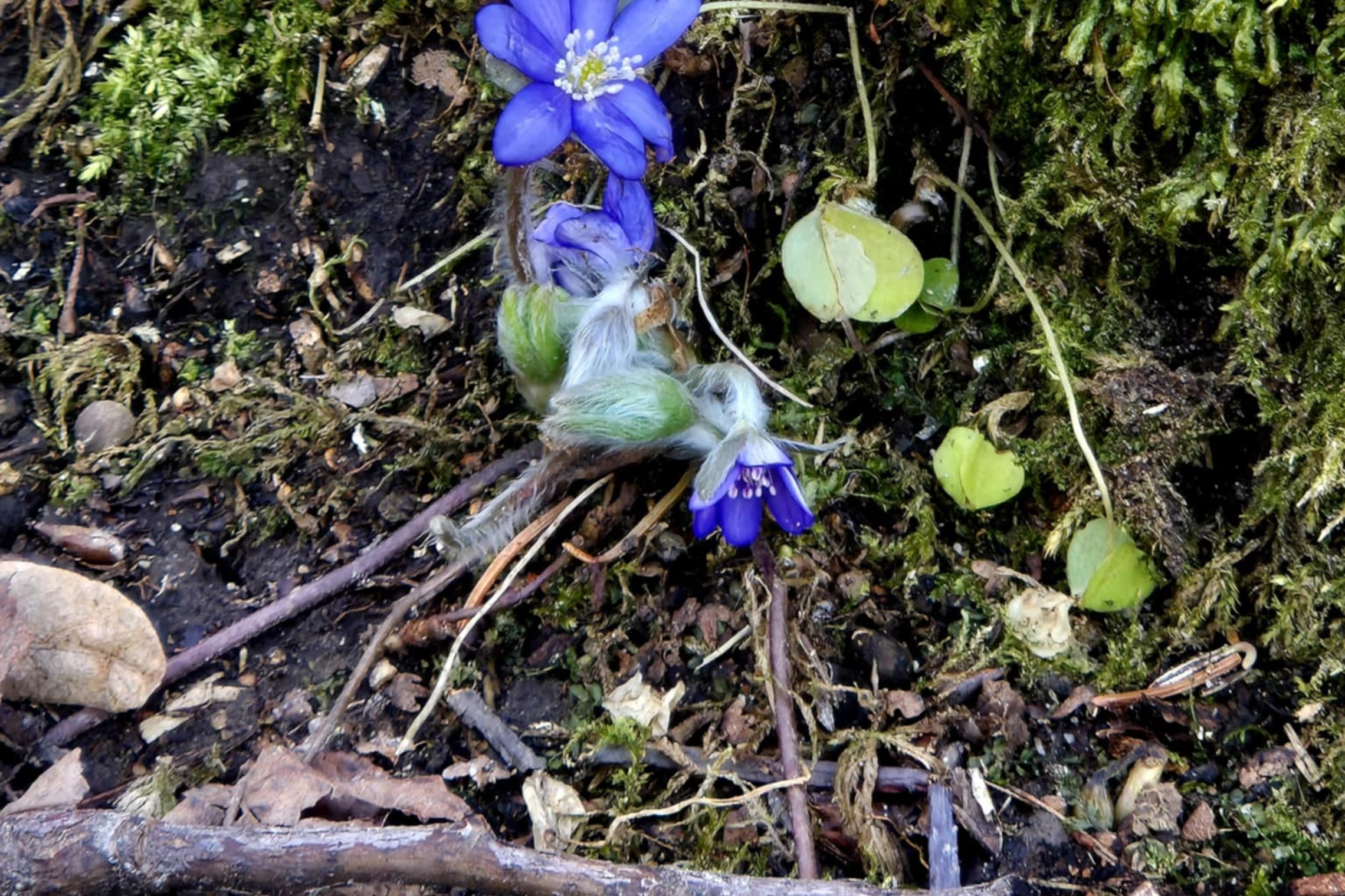 Iliustracija
